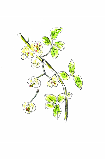 APr̉
