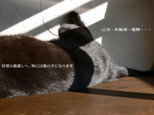 還暦を迎え、待望の猫になる 還暦を迎え、待望の猫になる