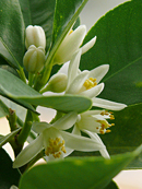 Here is clicked.�I