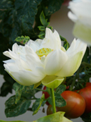 Here is clicked.�I
