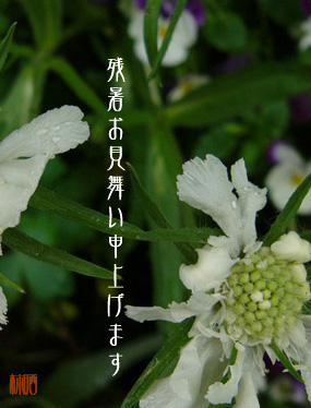 �c�����������\���グ�܂��@(8/20)