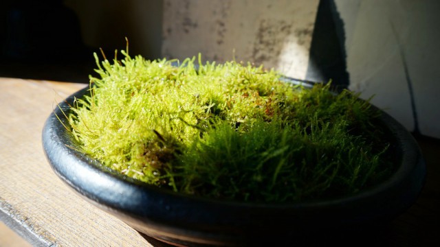 2015-0216moss