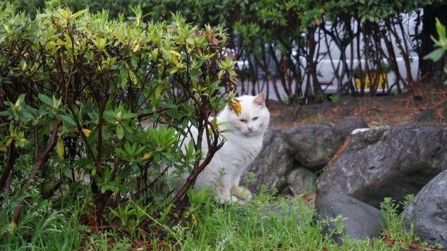 2015-0404cat