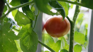 2015-0627tomato